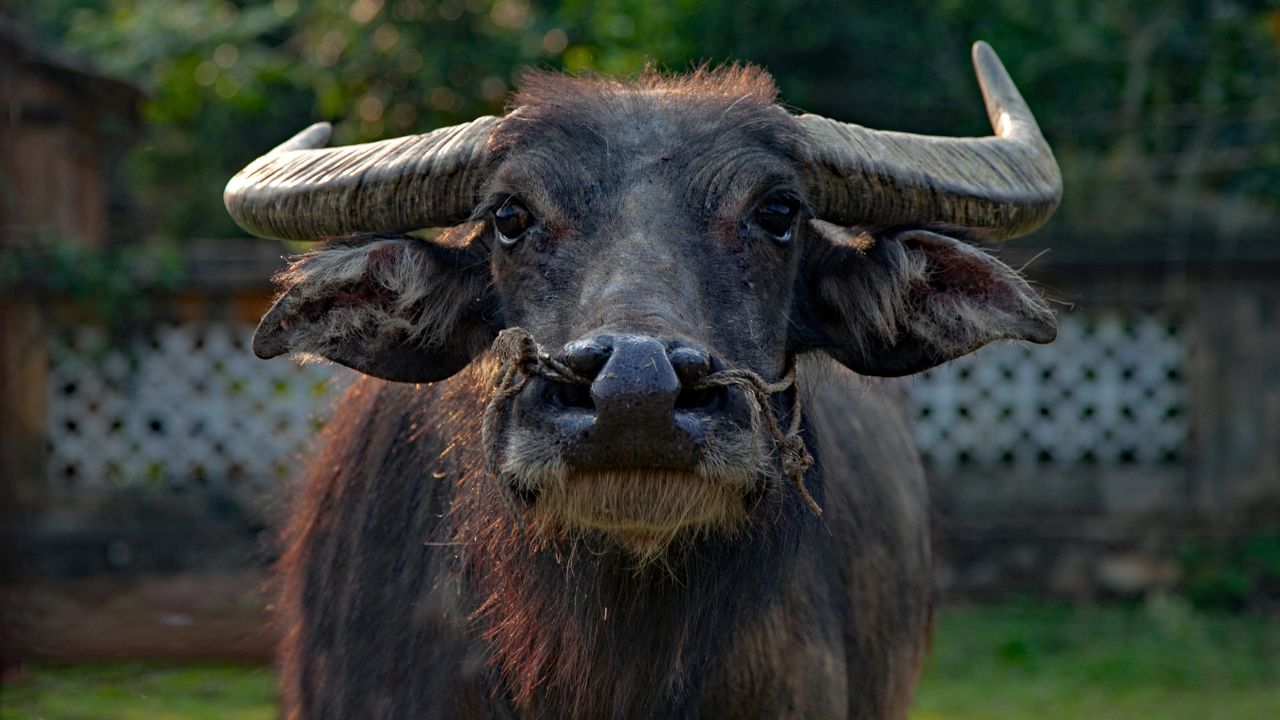 Dairy Farming Precautions And Symptoms Of Milk Fever In Buffalo Bhains Palan Ke Tips