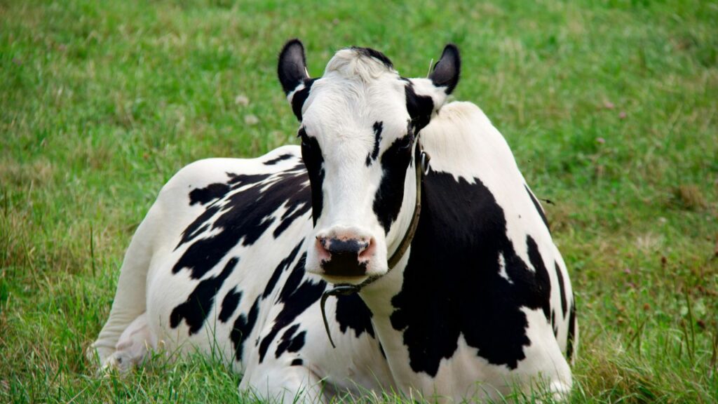 Dairy Farming Tips In Hindi: नवंबर में मौसम स्थिर रहने के कारण गाय-भैंस की प्रजनन क्षमता स्वाभाविक रूप से बढ़ जाती है. वे ज्यादा हिट में आती हैं, जिससे गर्भ ठहरने की संभावना कई गुना बढ़ जाती है. Dairy Farming Tips In Hindi: नवंबर में मौसम स्थिर रहने के कारण गाय-भैंस की प्रजनन क्षमता स्वाभाविक रूप से बढ़ जाती है. वे ज्यादा हिट में आती हैं, जिससे गर्भ ठहरने की संभावना कई गुना बढ़ जाती है.