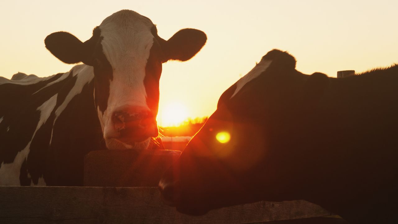 Dairy Farming Tips: इस देसी नुस्खे से गाय-भैंस का दूध बढ़ेगा दोगुना, कुछ ही दिनों में पशु बनेंगे सुपर एक्टिव!