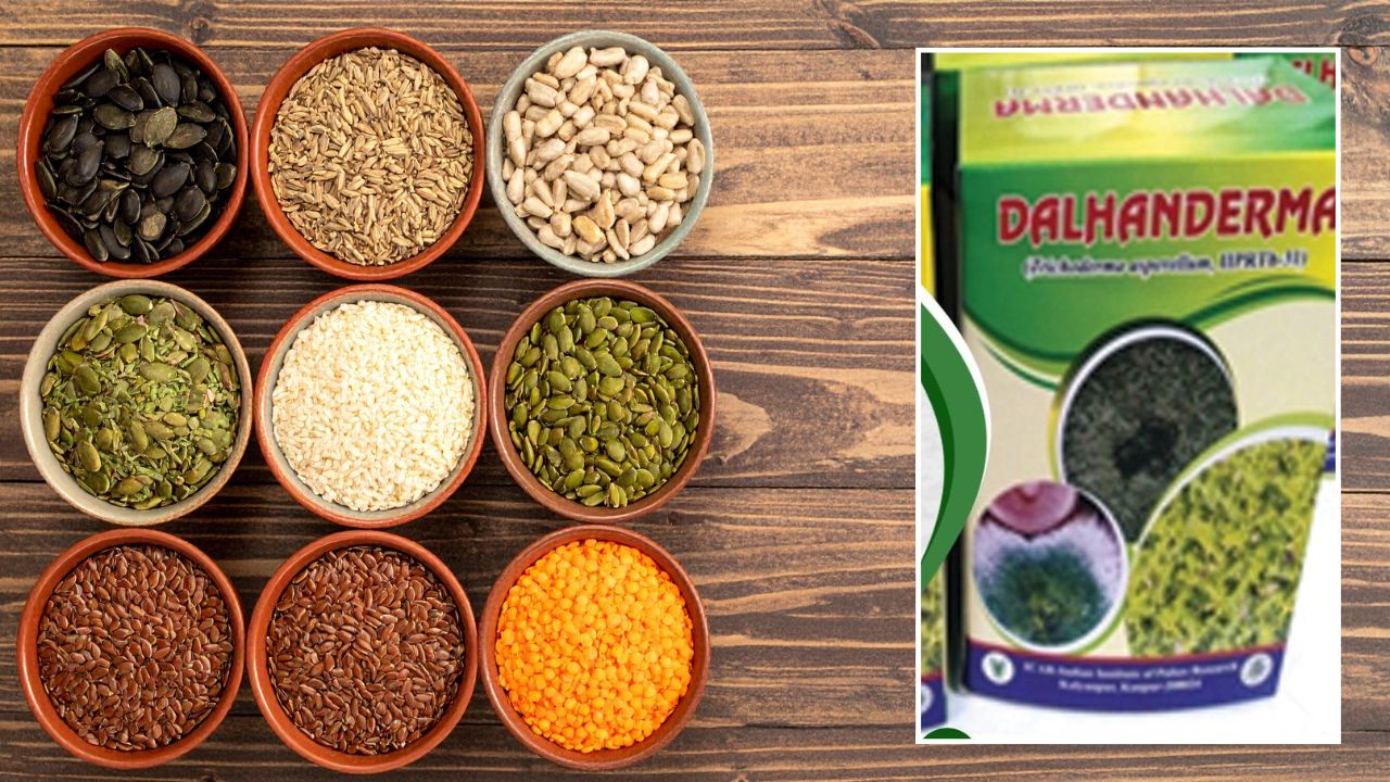 Dalhanderma For Pulses Farmers Icar Iipr Developed Dalhanderma To Reduced Insects Disease Of Chickpea And Pulses Crops