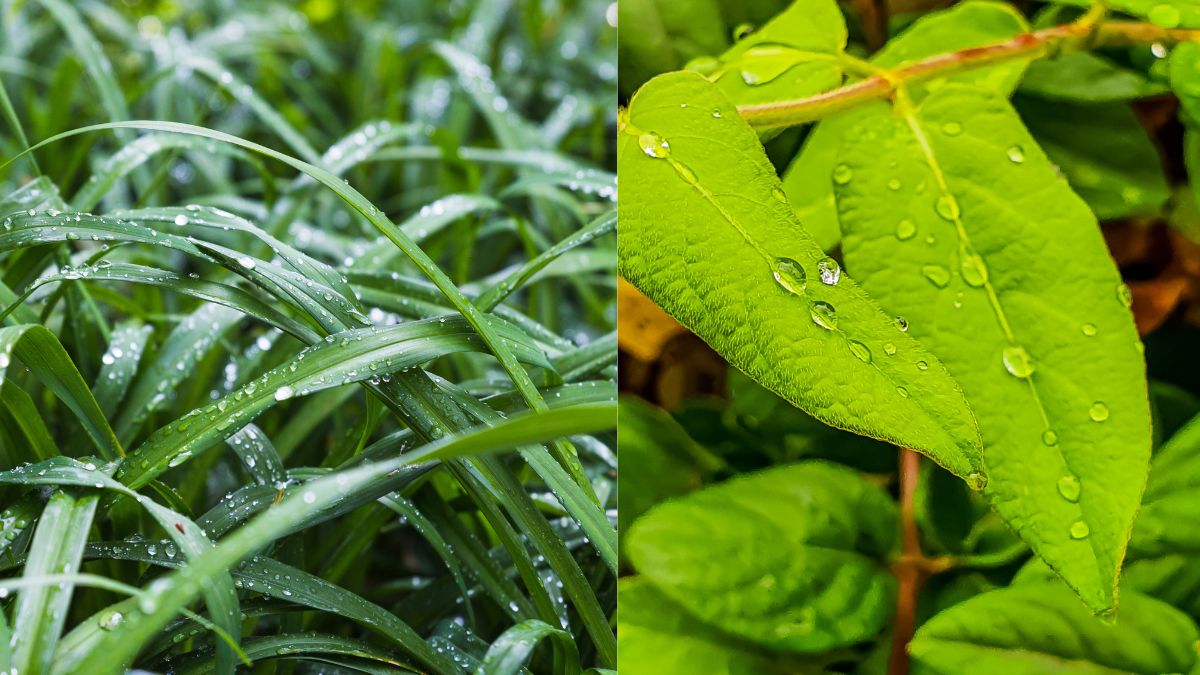 Rabi Crop Dew Is Fertilizer For The Crop Agriculture News In Hindi Winter Season