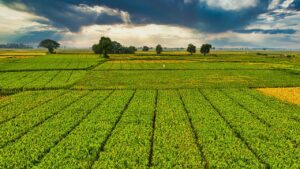 किसानों को क्विक पेमेंट के लिए डिजिटल क्रॉप सर्वे तेज होगा, कृषि विभाग ने निजी सर्वेयरों से आवेदन मांगे किसानों को क्विक पेमेंट के लिए डिजिटल क्रॉप सर्वे तेज होगा, कृषि विभाग ने निजी सर्वेयरों से आवेदन मांगे