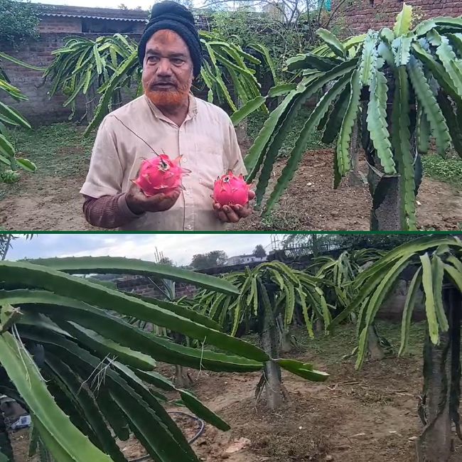 Dragon-Fruit-Farmers ranchi jharkhand