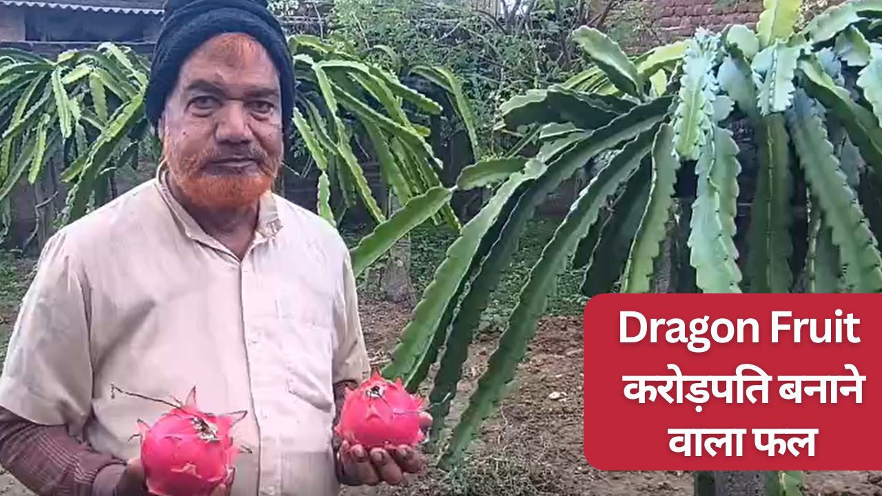 Dragon Fruit farming