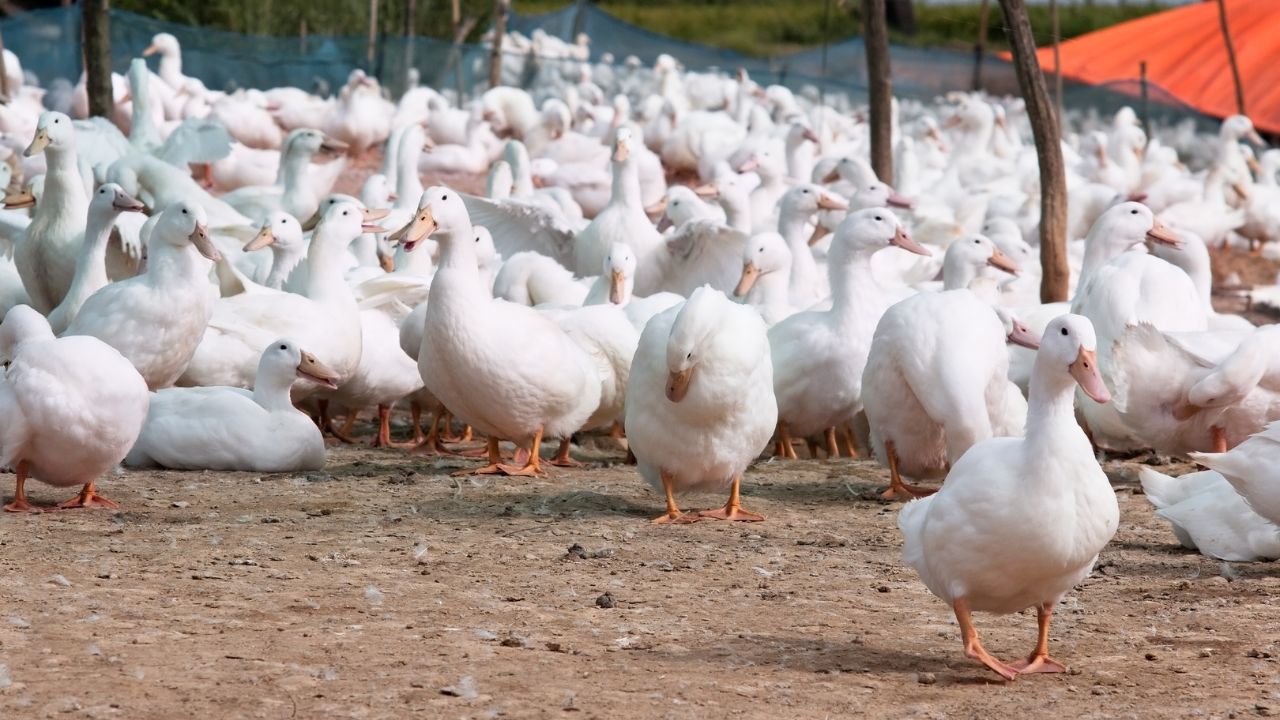 Duck Farming New Source Income Winter Farmers Are Earning Huge Profits Low Cost