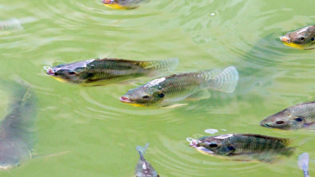 Fish Farming