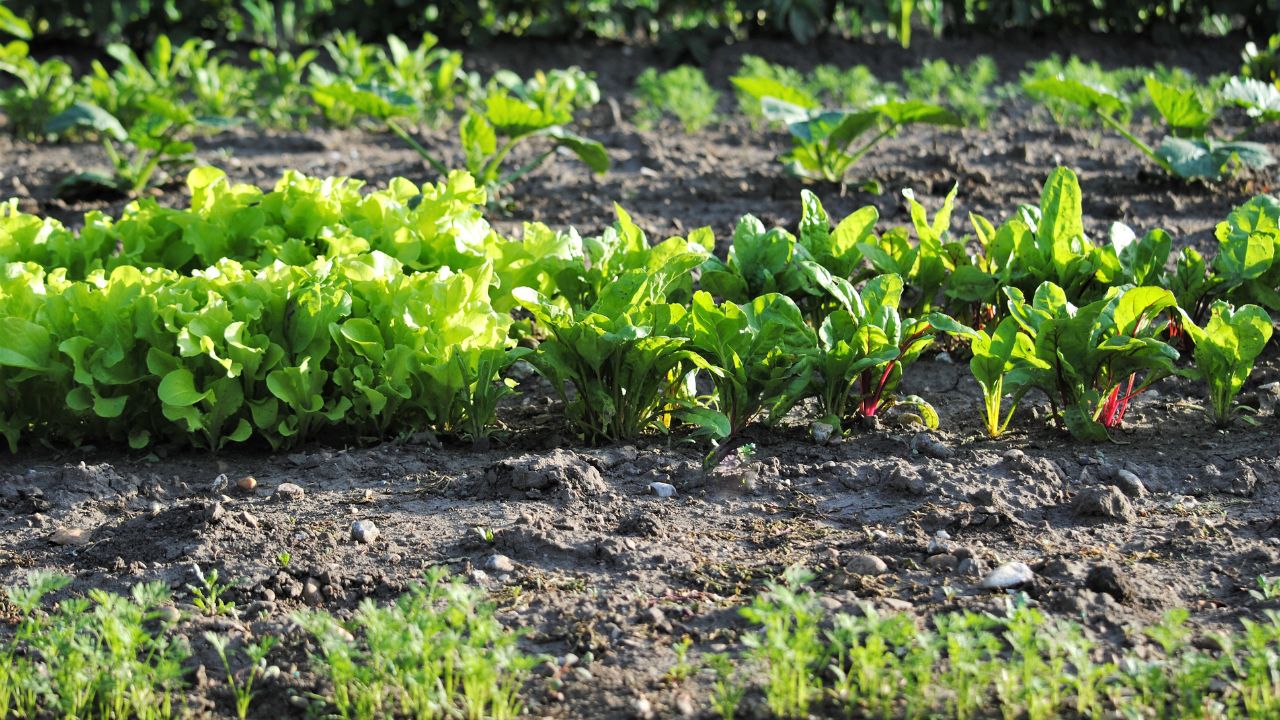 Farmers Luck Even After Monsoon Season They Can Earn Big From These Crops In November