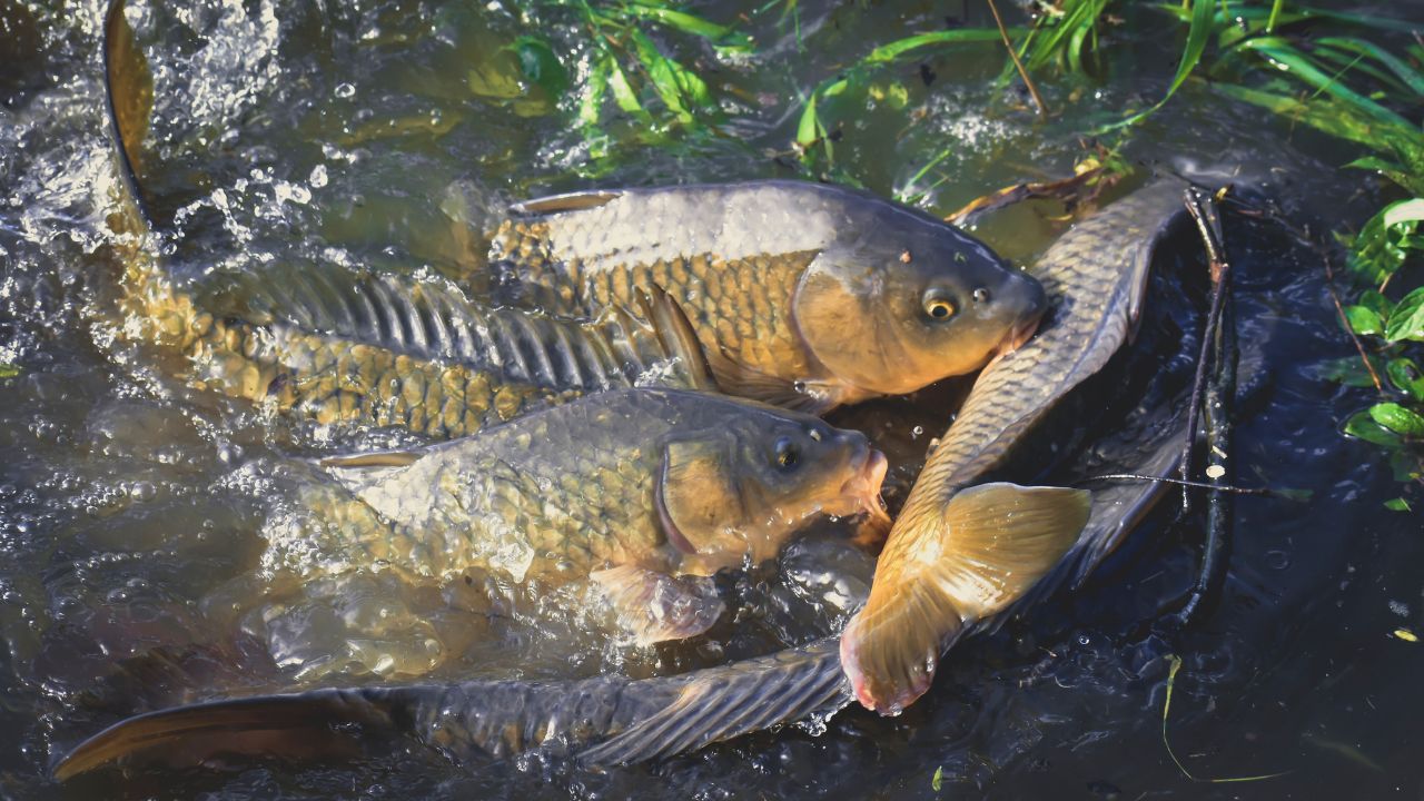 Dangerous Infection Spreading Among Fish Farmers Should Be Cautious If Not Taken Care Huge Losses Could Ensue