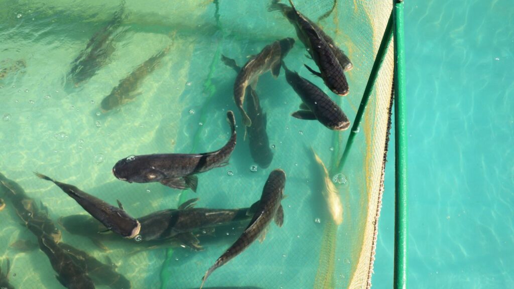 Fish Farming
