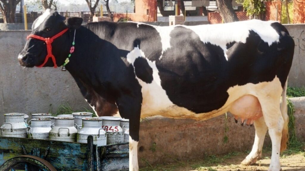 Hardhenu Cow