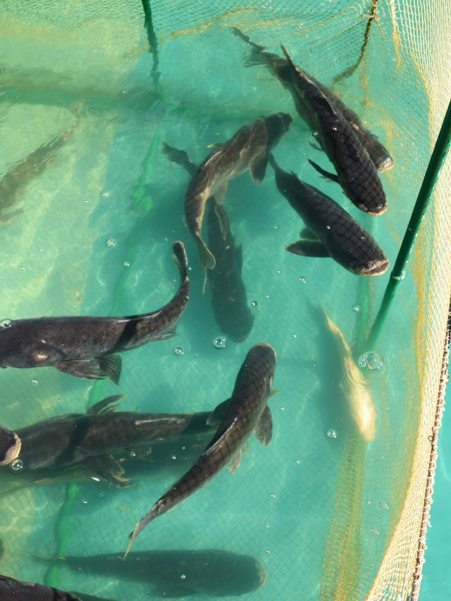 ठंड में भी मछलियों का वजन होगा दोगुना! अपनाएं ये देसी टिप्स