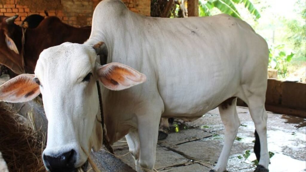 Gaolao Breed: मध्यप्रदेश–महाराष्ट्र की यह गाय 470–725 लीटर दूध प्रति ब्यांत देती है और इसका 4.32% वसा वाला दूध बेहद पौष्टिक माना जाता है. इसकी सबसे बड़ी खासियत—बहुत कम बीमार पड़ती है. Gaolao Breed: मध्यप्रदेश–महाराष्ट्र की यह गाय 470–725 लीटर दूध प्रति ब्यांत देती है और इसका 4.32% वसा वाला दूध बेहद पौष्टिक माना जाता है. इसकी सबसे बड़ी खासियत—बहुत कम बीमार पड़ती है.