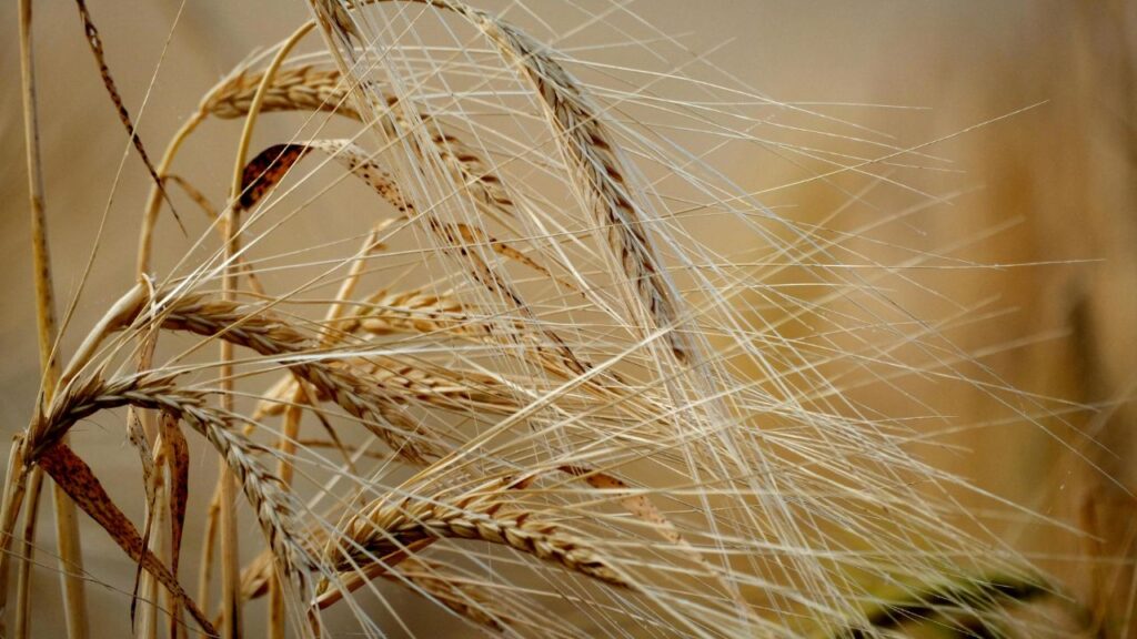 संक्षिप्त नामों का उद्देश्य — इन कोडों से गेहूं की किस्मों की पहचान और बीज प्रमाणीकरण आसान होता है, जिससे किसान अपनी मिट्टी और मौसम के अनुसार सही किस्म चुन पाते हैं.
