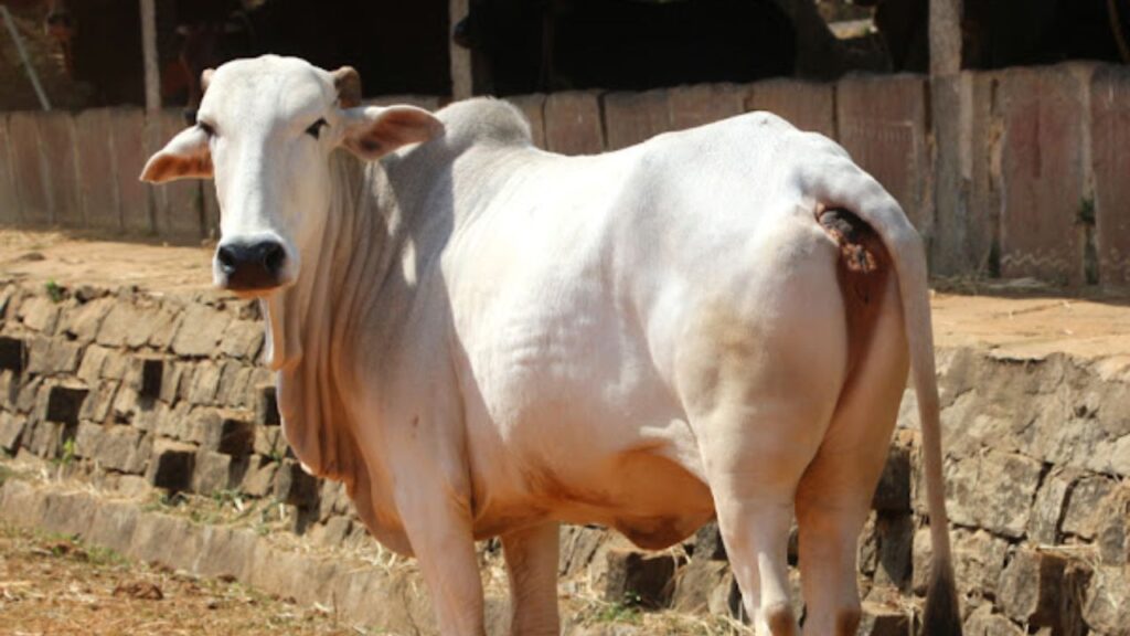 Ghumusari Breed: ओडिशा की यह सफेद रंग की नस्ल 450–650 लीटर दूध देती है. 4.8–5% वसा वाला दूध इसे और भी क्रीमी बनाता है. कम चारा खाने के बावजूद दूध उत्पादन बढ़िया होने से यह छोटे किसानों के लिए फायदेमंद है. Ghumusari Breed: ओडिशा की यह सफेद रंग की नस्ल 450–650 लीटर दूध देती है. 4.8–5% वसा वाला दूध इसे और भी क्रीमी बनाता है. कम चारा खाने के बावजूद दूध उत्पादन बढ़िया होने से यह छोटे किसानों के लिए फायदेमंद है.