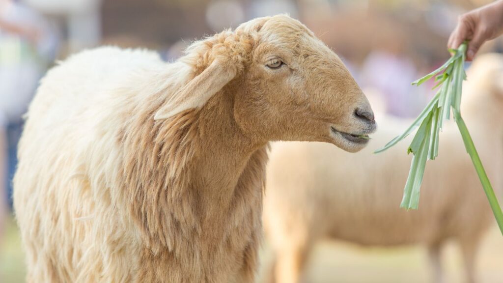 Goat Farming Tips: सर्दियों में बाड़े में मक्खी-मच्छर और संक्रमण से बचने के लिए नीम के पत्तों का धुआं करें. यह न केवल प्राकृतिक कीटाणुनाशक की तरह काम करता है, बल्कि बकरियों को गर्माहट भी देता है और वातावरण को स्वच्छ रखता है.