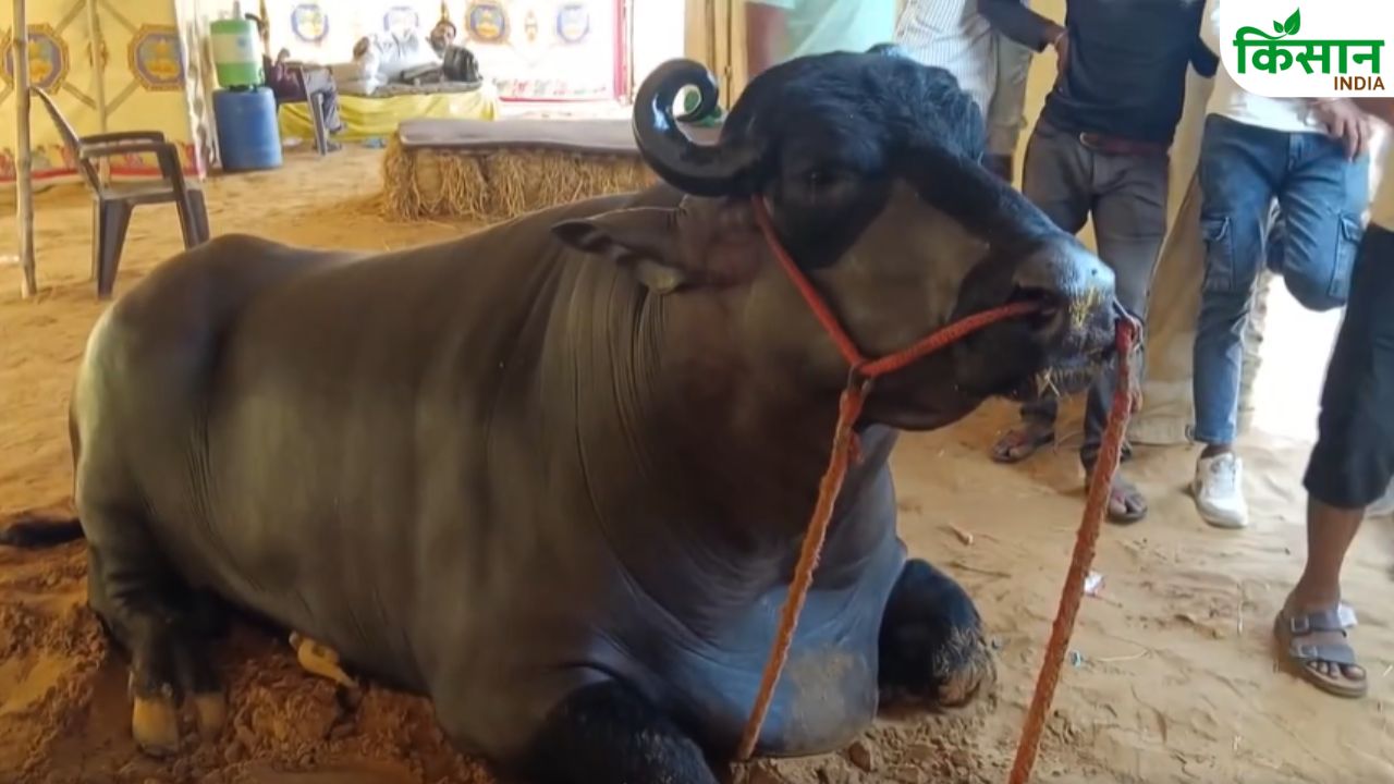 News Death Buffalo Worth Rs 21 Crore Pushkar Fair Caused Stir And Truth Came To Light
