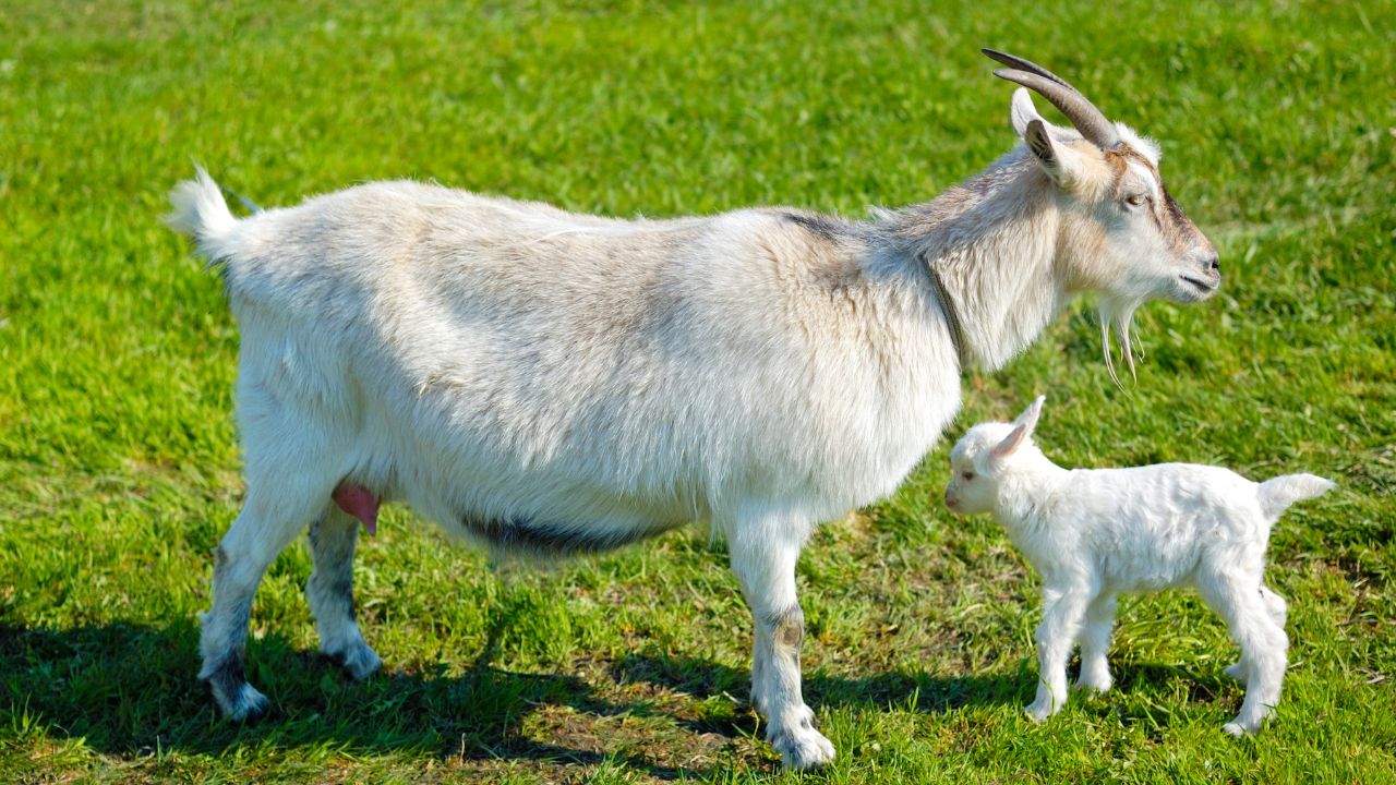 Why Is Special This Breed Goat Farming Breed Special Goat Making Farmers Fortunes Bright Find Out