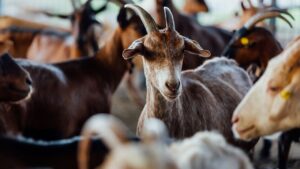 Goat Farming : ग्रामीण अर्थव्यवस्था को मिला सहारा, इन 5 बकरी नस्लों से हो रही जबरदस्त कमाई Goat Farming : ग्रामीण अर्थव्यवस्था को मिला सहारा, इन 5 बकरी नस्लों से हो रही जबरदस्त कमाई