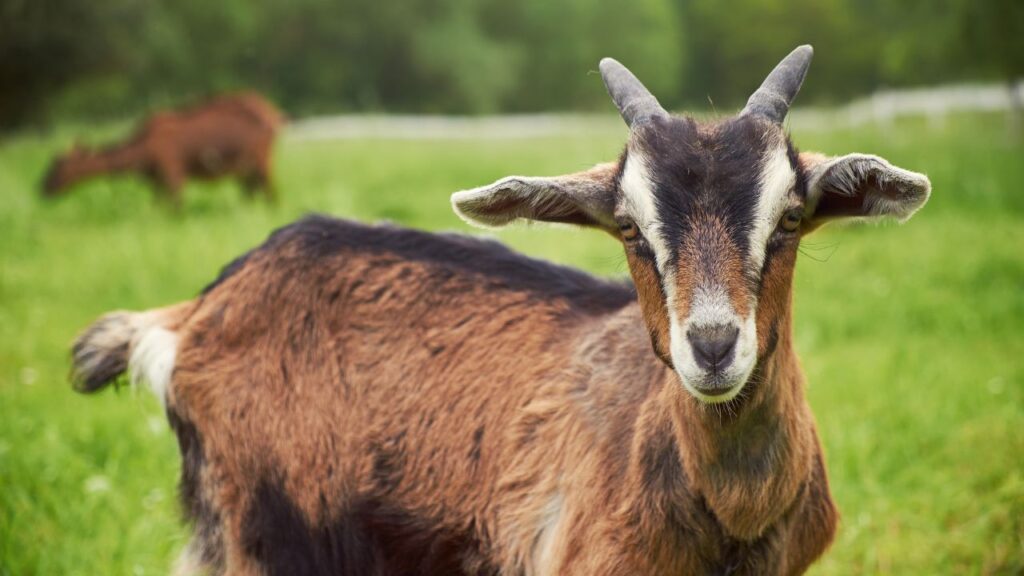 Goat Farming