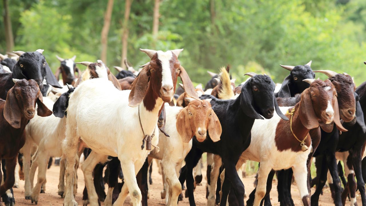 Golden Opportunity Farmers Scientific Goat Farming Can Increase Their Income Up Six Times Each Year