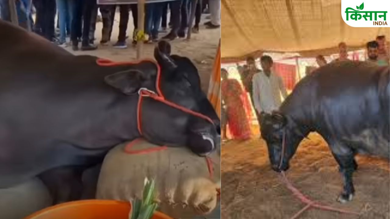 Buffalo Worth 21 Crore Rupees Dies Commotion Erupts Pushkar Fair Video Shakes Social Media