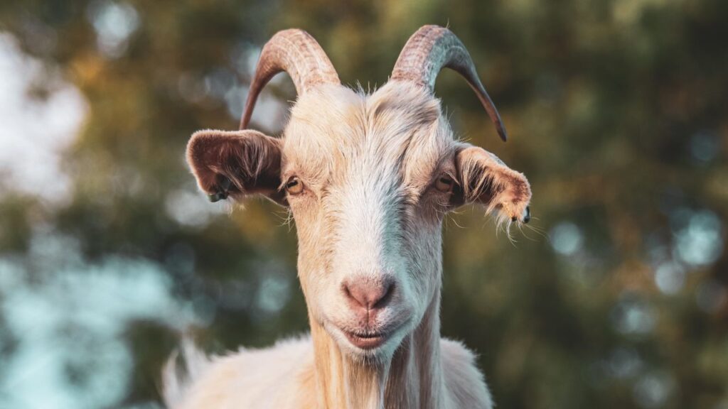 Goat Care Tips In Winter: बेर और पीपल की पत्तियों में मौजूद प्राकृतिक पोषक तत्व बकरियों की रोग-प्रतिरोधक क्षमता बढ़ाते हैं. इससे वे ठंड में भी स्वस्थ रहती हैं और मौसमी बीमारियां दूर रहती हैं.