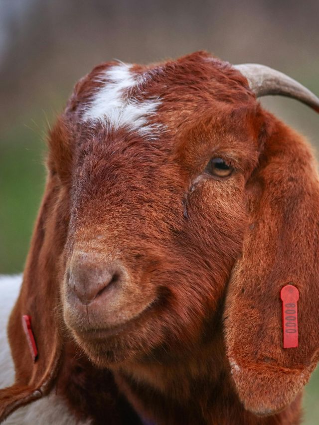 ये 3 विदेशी बकरियां किसानों को कर रही मालामाल, जानें!