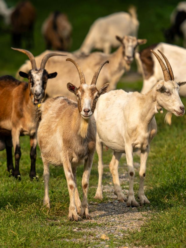 ठंड में बकरियों को खिलाएं ये पत्ते, दोगुना होगा दूध उत्पादन!