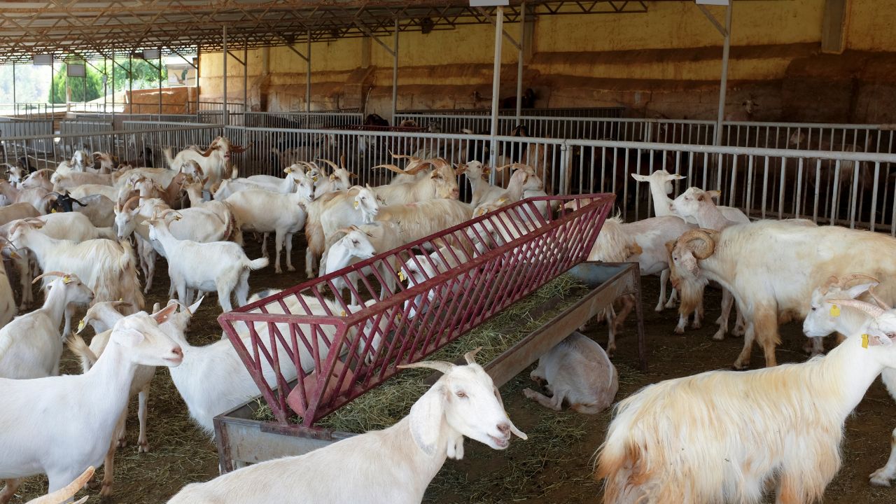 Sardi Me Bakri Ki Dekhbhal Ke 5 Desi Tarike Goat Farming In Winter