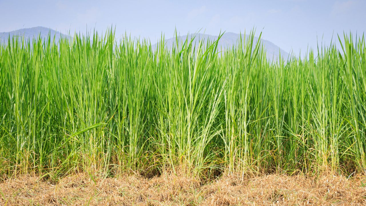 Maize Residue And Grass Grass Available For 1 Rupee Per Kg Help To Increase Cows And Buffaloes Milk Production