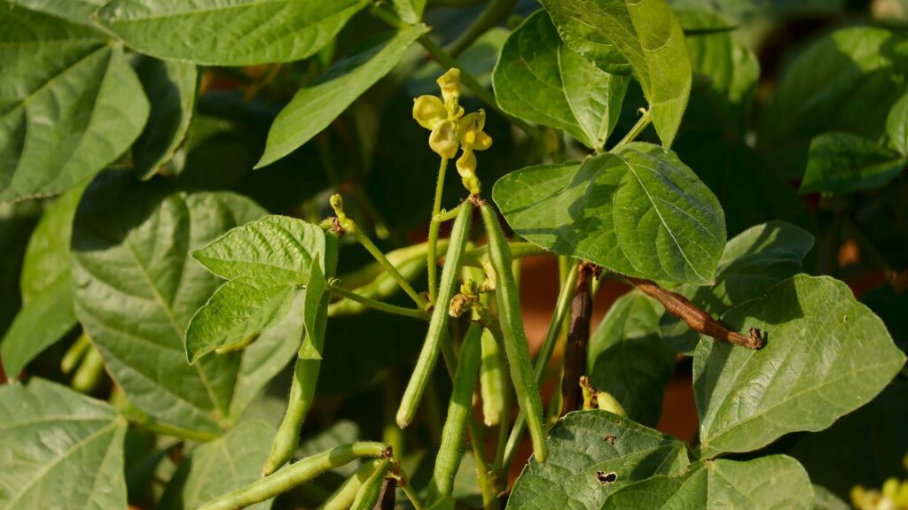 Green Manure Crop Benefits: ग्रीन मैन्योर फसलों के कोमल पत्ते और तने मिट्टी में जल्दी गल जाते हैं, जिससे जैविक पदार्थ (ऑर्गेनिक मैटर) बनता है. इससे मिट्टी में पानी रोकने की क्षमता बढ़ती है और फसलें सूखे में भी बेहतर टिकती हैं.