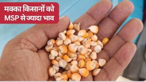मक्का किसानों की चांदी, MSP से 66 फीसदी अधिक मिल रहा दाम, अन्नदाता बोले- कमाई बढ़ गई 