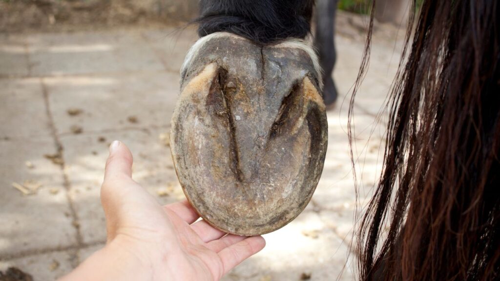 Hoof Disease