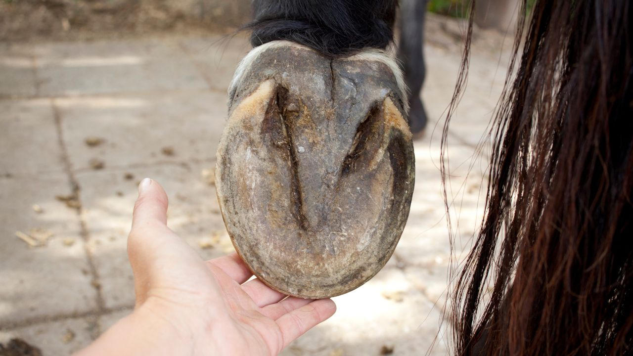 Hoof Disease
