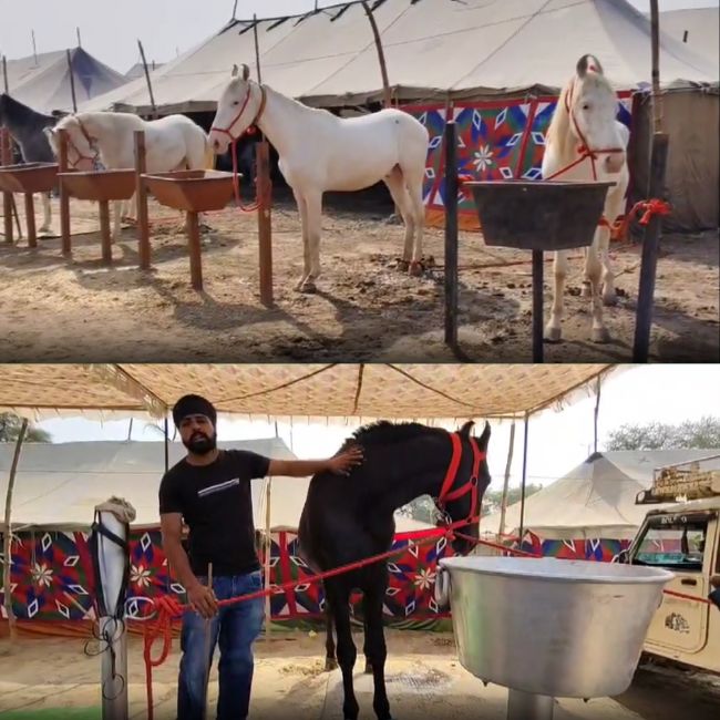 Horse fair rajasthan