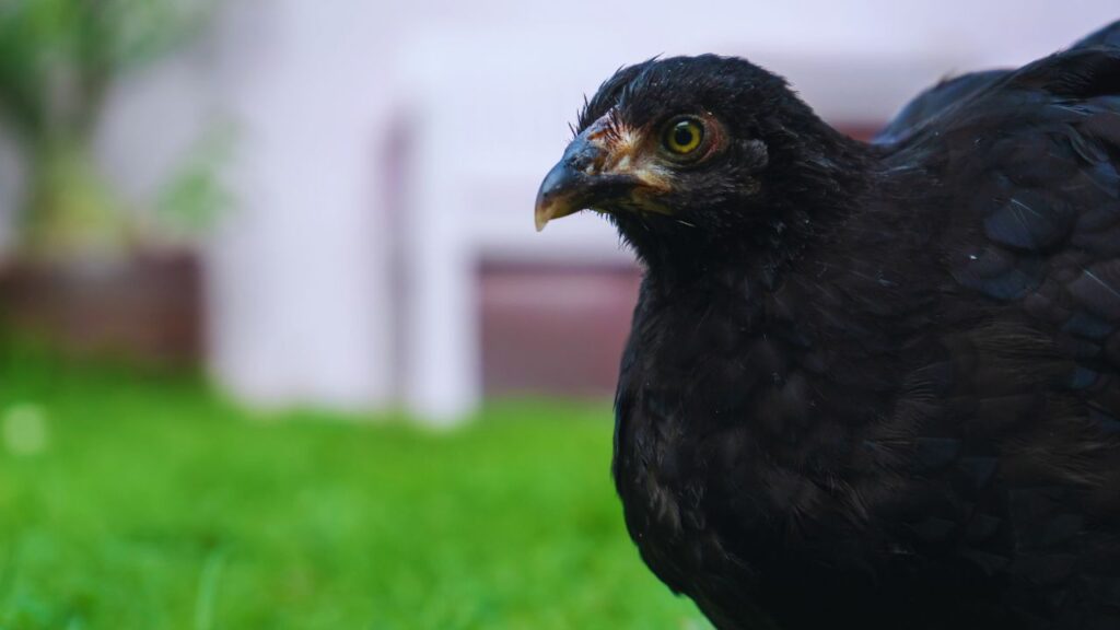 Kadaknath Poultry Farming: इंफ्रास्ट्रक्चर को छोड़कर लगभग 20 हजार रुपए में पालन शुरू किया जा सकता है. घर का या दुकान से मिलने वाला दाना भी दिया जा सकता है और यह मुर्गियों की ग्रोथ और स्वास्थ्य के लिए पर्याप्त है. Kadaknath Poultry Farming: इंफ्रास्ट्रक्चर को छोड़कर लगभग 20 हजार रुपए में पालन शुरू किया जा सकता है. घर का या दुकान से मिलने वाला दाना भी दिया जा सकता है और यह मुर्गियों की ग्रोथ और स्वास्थ्य के लिए पर्याप्त है.