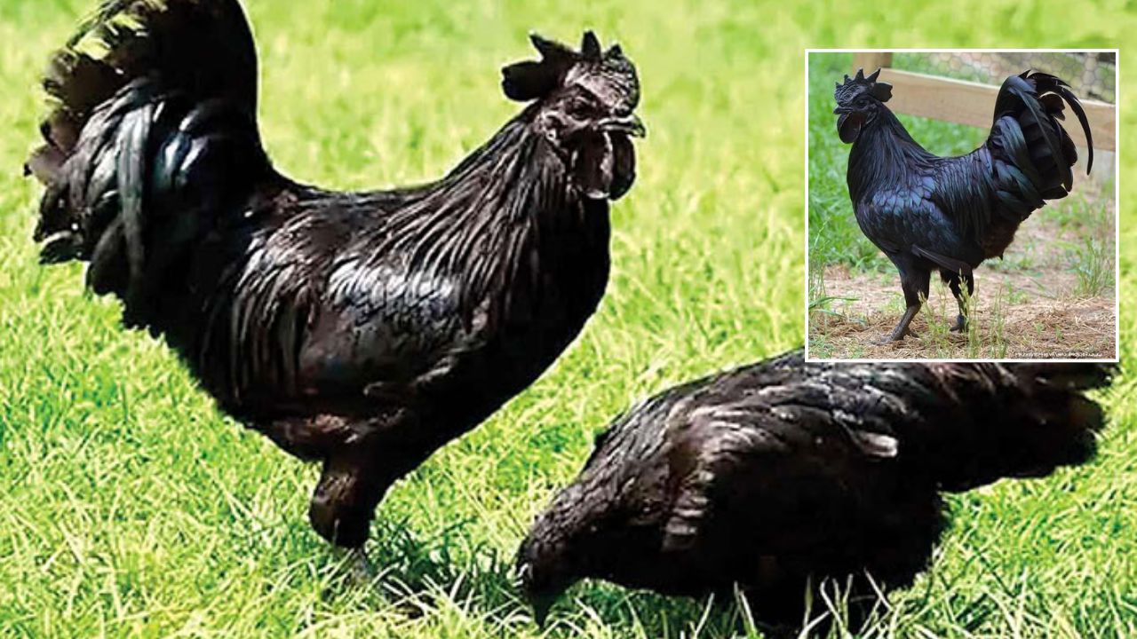 Start Kadaknath Chicken Farming Raising Just Rs 20000 And Your Income Increase