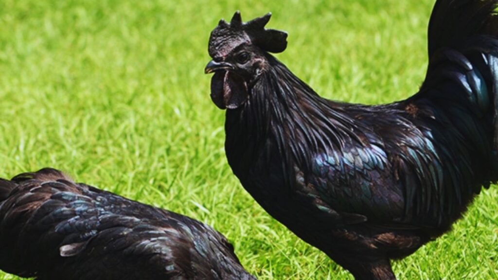 Murgi Palan Ke Tips: कड़कनाथ अंडों को स्वयं सेखता नहीं है, इसलिए इन्हें हैचरी मशीन में रखना पड़ता है. लगभग 21 दिन में चूजे तैयार हो जाते हैं, जिनकी कीमत लगभग 80 रुपए प्रति चूजा है. Murgi Palan Ke Tips: कड़कनाथ अंडों को स्वयं सेखता नहीं है, इसलिए इन्हें हैचरी मशीन में रखना पड़ता है. लगभग 21 दिन में चूजे तैयार हो जाते हैं, जिनकी कीमत लगभग 80 रुपए प्रति चूजा है.