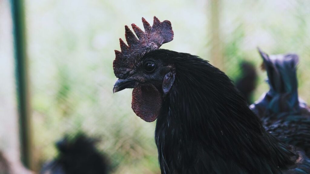 Murgi Palan: कड़कनाथ पालन के लिए मदर यूनिट बनाना जरूरी है. पौष्टिक आहार देना और 10 मुर्गियों पर 1 मुर्गा रखने से अंडा उत्पादन अधिक और गुणवत्ता बेहतर होती है. Murgi Palan: कड़कनाथ पालन के लिए मदर यूनिट बनाना जरूरी है. पौष्टिक आहार देना और 10 मुर्गियों पर 1 मुर्गा रखने से अंडा उत्पादन अधिक और गुणवत्ता बेहतर होती है.