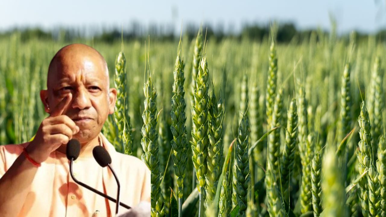 Kathia wheat bundelkhand