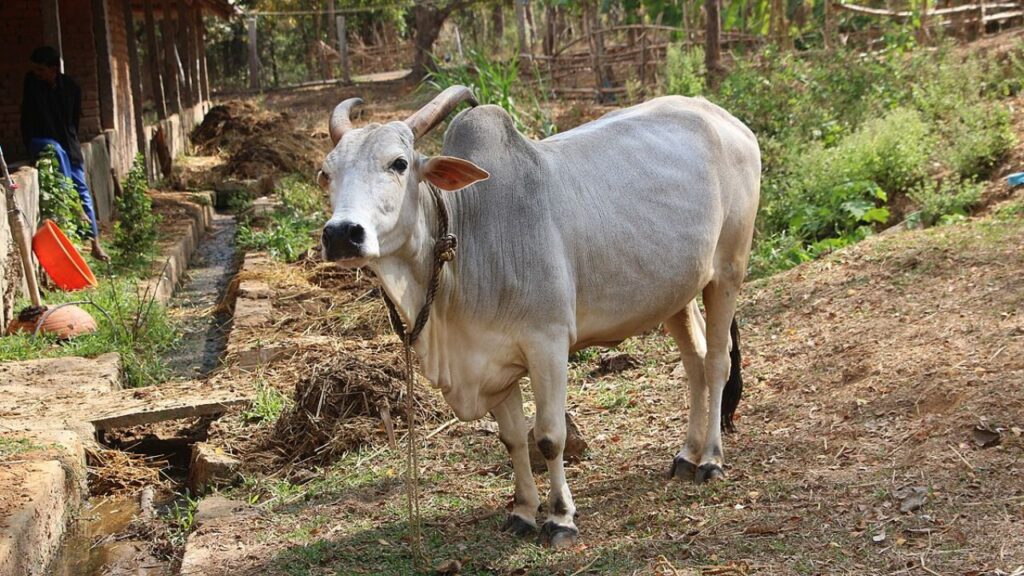 Krishna Valley Breed: कर्नाटक की यह नस्ल 400–700 लीटर दूध देने की क्षमता रखती है. हर मौसम में आसानी से ढल जाती है और इसकी देखभाल पर बहुत कम खर्च आता है. 300–350 किलो वजन के साथ यह व्यावसायिक उपयोग में भी बेहतर है. Krishna Valley Breed: कर्नाटक की यह नस्ल 400–700 लीटर दूध देने की क्षमता रखती है. हर मौसम में आसानी से ढल जाती है और इसकी देखभाल पर बहुत कम खर्च आता है. 300–350 किलो वजन के साथ यह व्यावसायिक उपयोग में भी बेहतर है.
