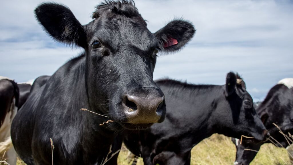 कई बार पशु हीट में आ तो जाता है, लेकिन उसके लक्षण इतने हल्के होते हैं कि किसान ध्यान ही नहीं दे पाते. हल्की बेचैनी, थोड़ा ज्यादा एक्टिव होना या हल्का मूवमेंट भी महत्वपूर्ण संकेत हो सकते हैं, जिन्हें अनदेखा करने से गर्भधारण में देरी होती है.