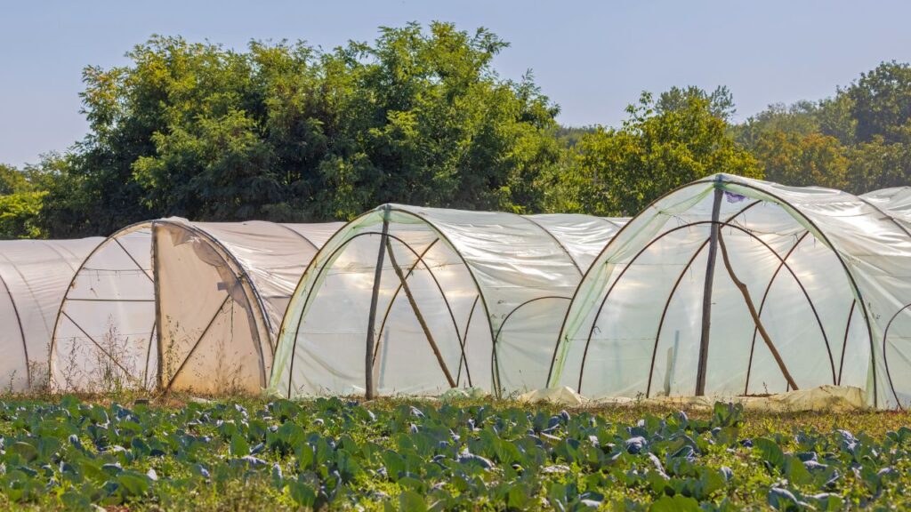 Low Cost Poly Tunnel