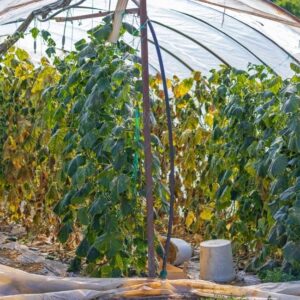 Low Cost Poly Tunnel 