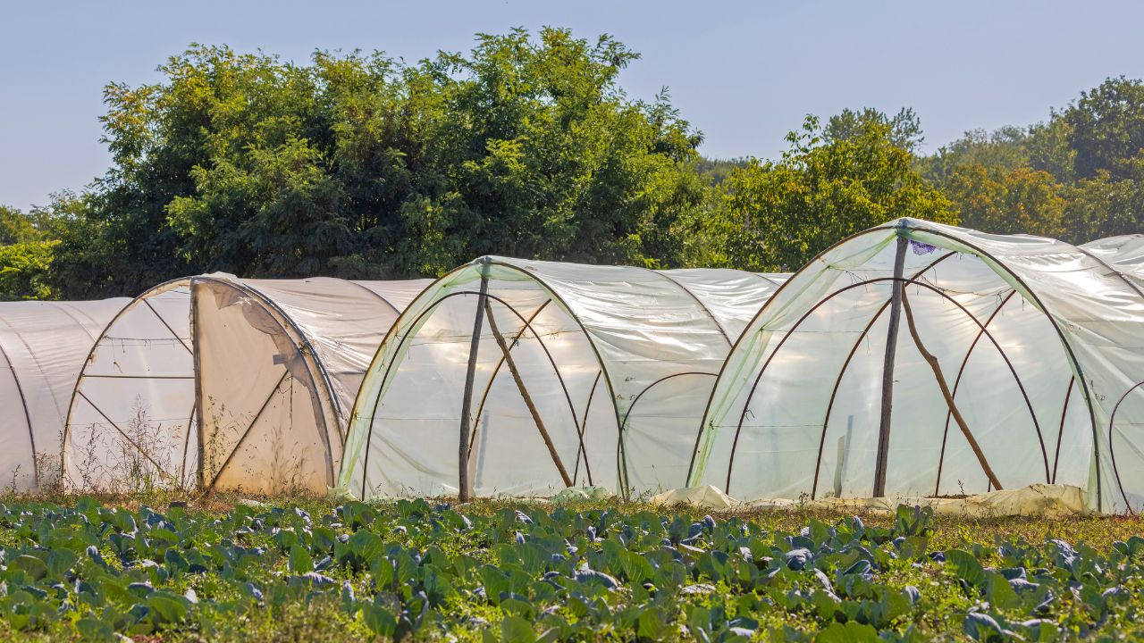Low Cost Poly Tunnel