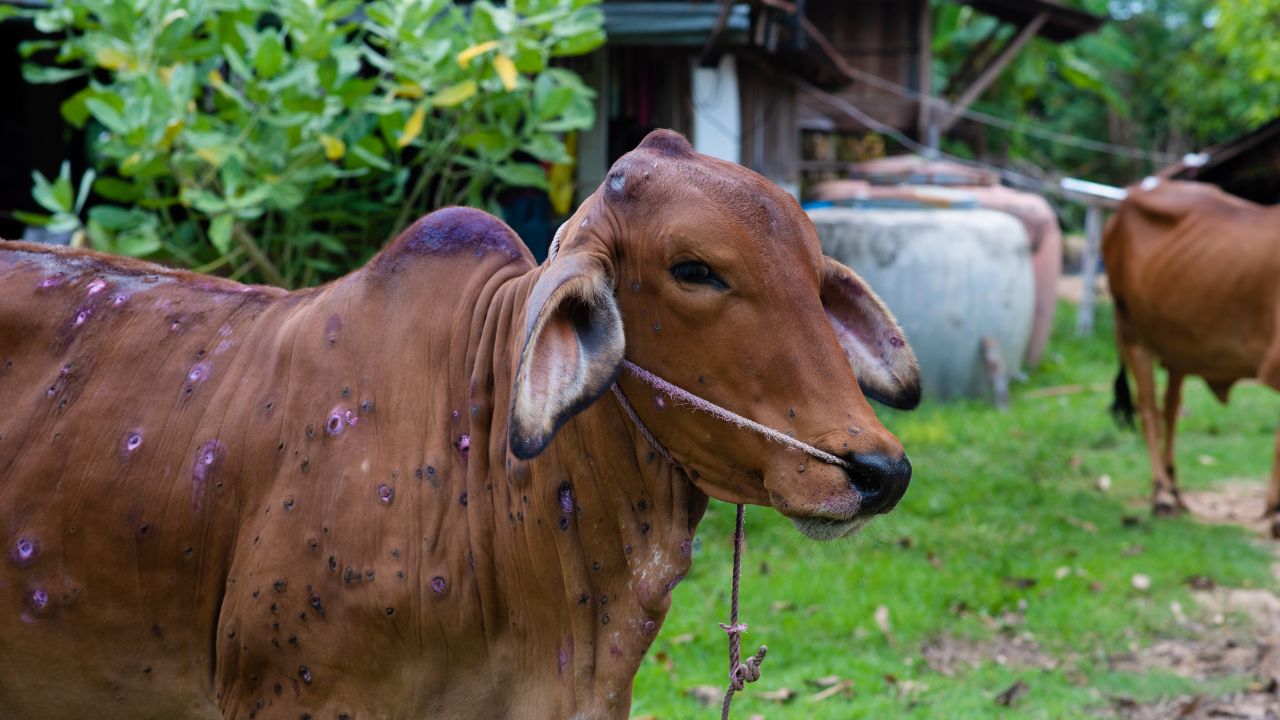 Lumpy Disease Spreading Rapidly Again Home Remedies Provide Great Relief Animals Learn Easy Solutions