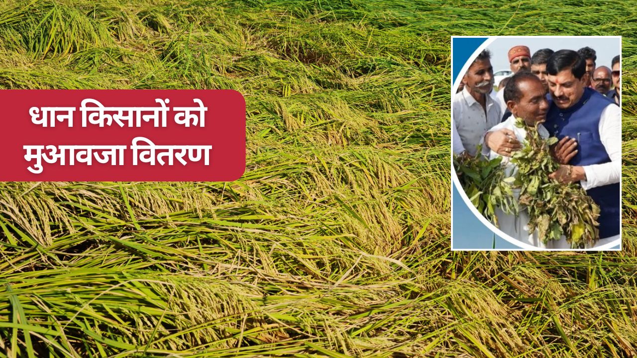 तीन लाख किसानों को आज मिलेंगे 238 करोड़ रुपये, फसल नुकसान का मुआवजा जारी करेंगे सीएम मोहन