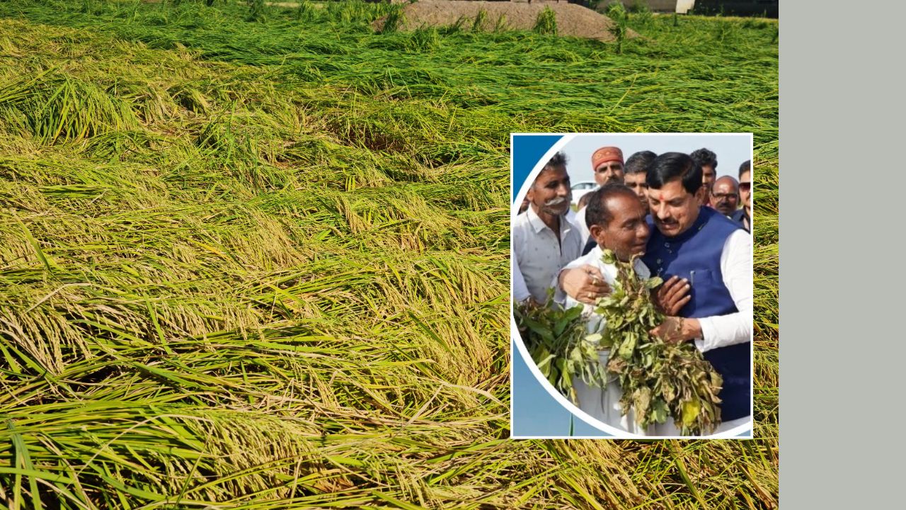 Mp Cm Mohan Yadav Release Paddy Crop Loss Compensation Of Rs 238 Crore To Over Three Lakh Farmers Today From Sheopur