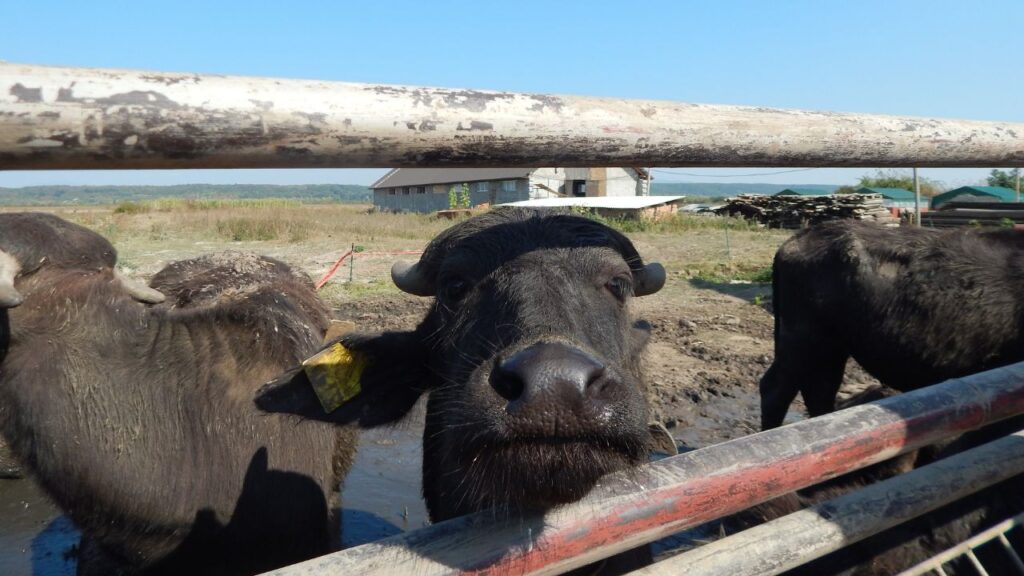 Symptoms Of Milk Fever: रोजाना मिनरल सॉल्ट खिलाने से कैल्शियम की कमी कम होती है. साथ ही, बच्चा देने के बाद 2–3 दिन तक पूरा दूध एक साथ न निकालें—थनों में थोड़ा दूध छोड़ने से बीमारी की संभावना घट जाती है.