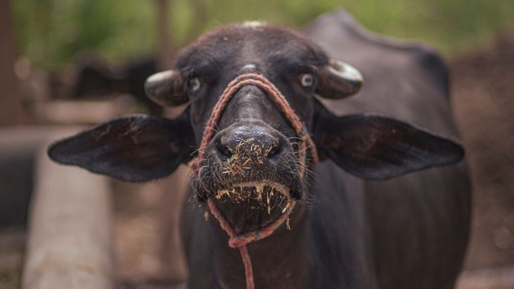 Buffalo Farming: सर्दियों की शुरुआत में अचानक ठंड बढ़ने से भैंसों का शरीर प्रभावित होता है. इस मौसम में दुधारू पशुओं की दूध देने की क्षमता स्वाभाविक रूप से 15–20% तक कम हो जाती है.